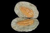 Hamatolenus vincenti Trilobite With Pos/Neg - Tinjdad, Morocco #173252-4